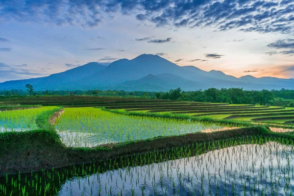 日出时带稻田的村子里的晨景 — 图库照片