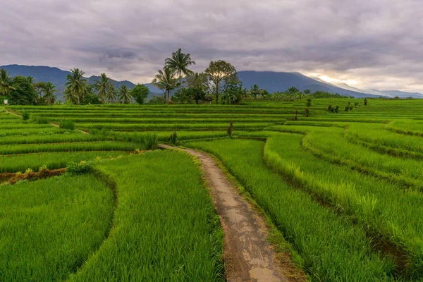 Morning View Village Green Rice Fields — Stock Photo, Image