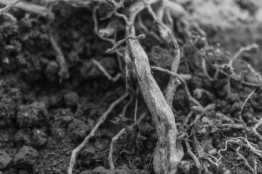 kırpılmış soyut fotoğraf siyah beyaz, soyut arkaplan