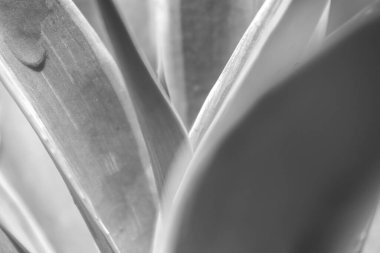 Siyah beyaz yaprakların soyut fotoğrafı, soyut arkaplan