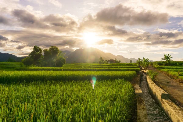 Widok Rano Obszarze Pola Ryżu Rolników Pracujących — Zdjęcie stockowe