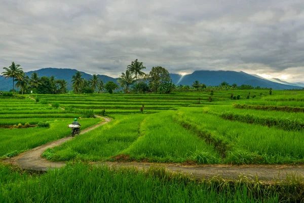 Утренний Вид Зеленые Рисовые Поля Горой — стоковое фото