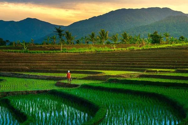 Tampilan Pagi Area Sawah Dengan Para Petani Yang Bekerja Stok Foto Bebas Royalti