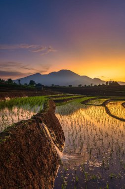Güneşli bir sabahta güzel pirinç tarlalarıyla Endonezya 'nın doğal manzarası