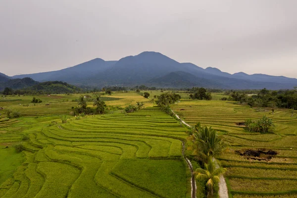 Paysage Naturel Indonésien Avec Rizières Montagnes — Photo