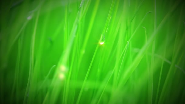 Свежая трава после дождя — стоковое видео