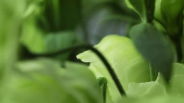 melankolik çiçekler