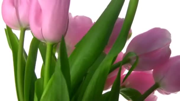 Tulpen drehen sich — Stockvideo