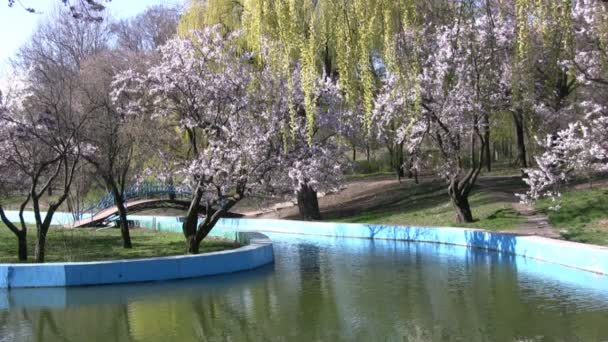 Wiosna w parku. Wiśniowe kwiaty i wierzby. — Wideo stockowe