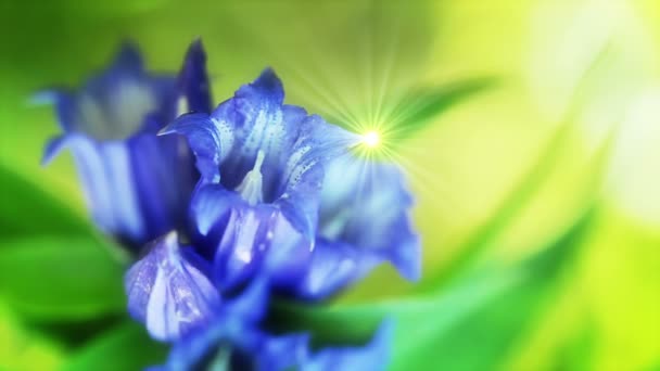 Flor silvestre en el bosque — Vídeos de Stock