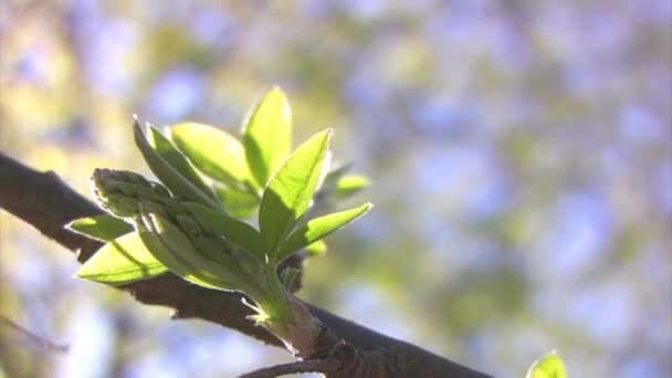 Flower maple — Stock Video