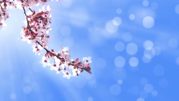 Фон с веткой цветущей вишни — стоковое видео