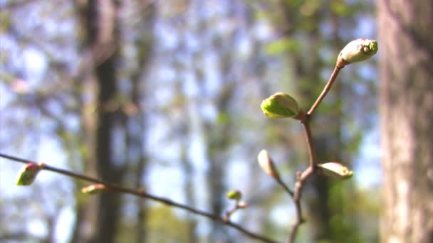 Des bourgeons. Jeunes feuilles 