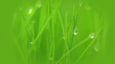 taze ot, çiğ ve sun ray