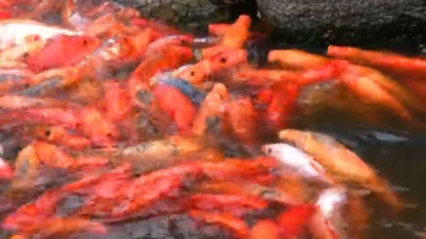 Poisson orange très faim 