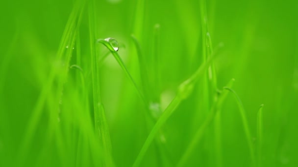 Grass after rain — Stock Video