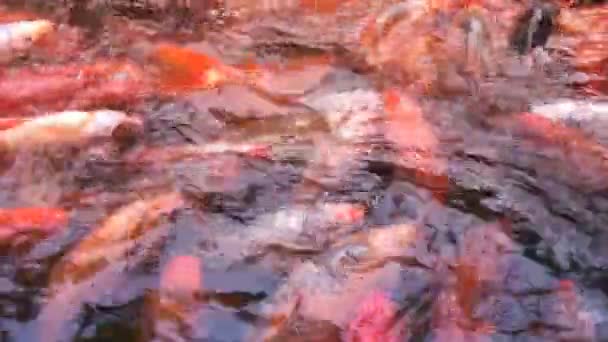 Hungry orange fish — Stock Video