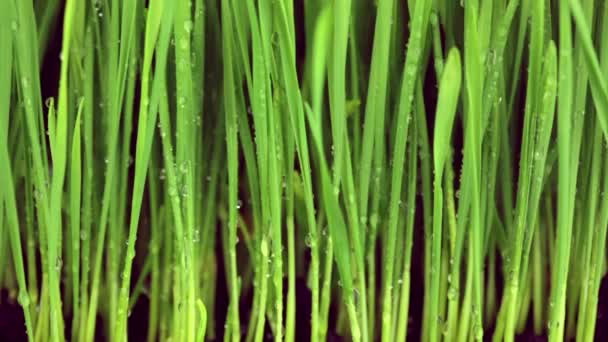 新鲜的草、 露、 太阳雷 — 图库视频影像
