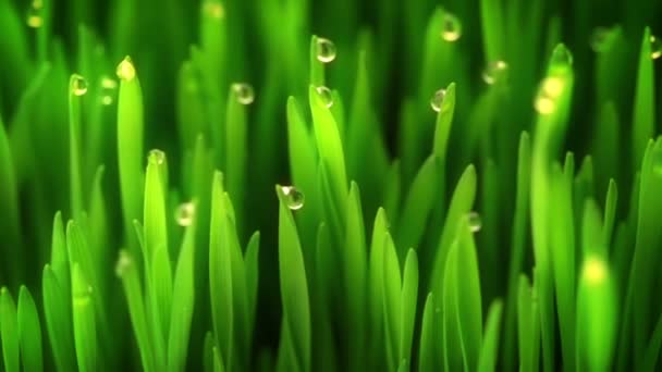 Tautropfen auf dem Gras und Sonnenstrahlen — Stockvideo