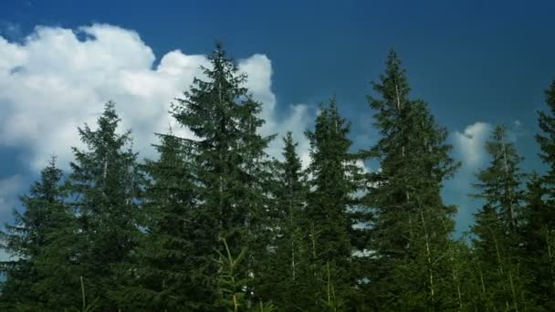 Spruce forest and clouds — Stock Video