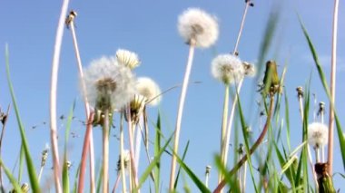 Kara hindiba ve gökyüzü