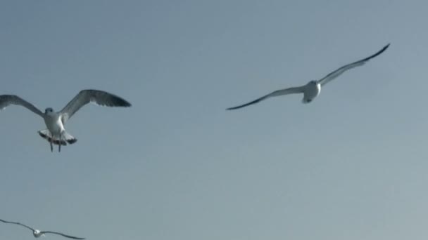 Seagulls in the blue sky — Stock Video