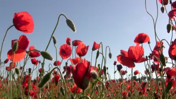 Poppies at sunset — Stock Video