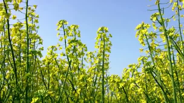 双低油菜籽和蓝蓝的天空领域 — 图库视频影像