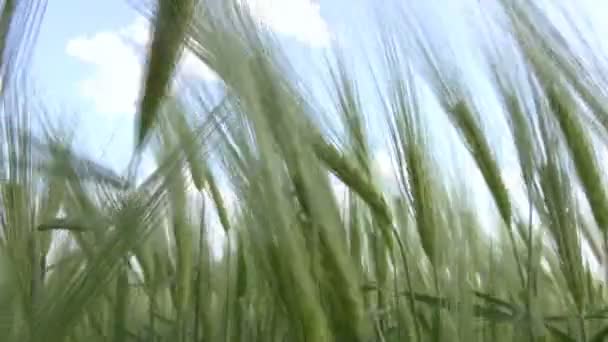 Wheat and the man's hand — Stock Video