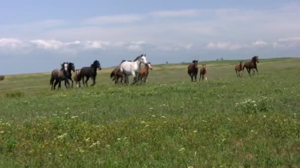Troupeau et steppe 