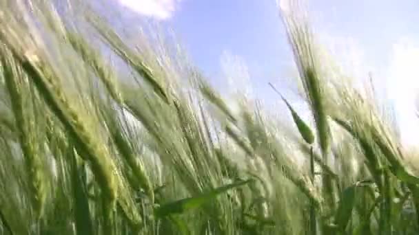 Море пшениці — стокове відео