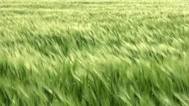 Moře pšenice s větrem — Stock video