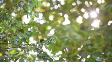 Yaprakların arasından güneş