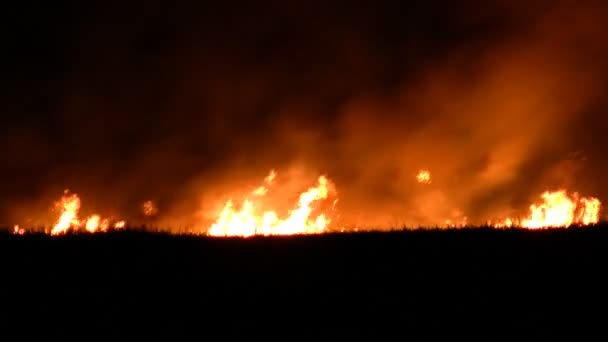 Fuoco notturno nel campo — Video Stock