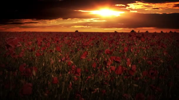 Cielo dramático sobre los campos de amapola — Vídeos de Stock