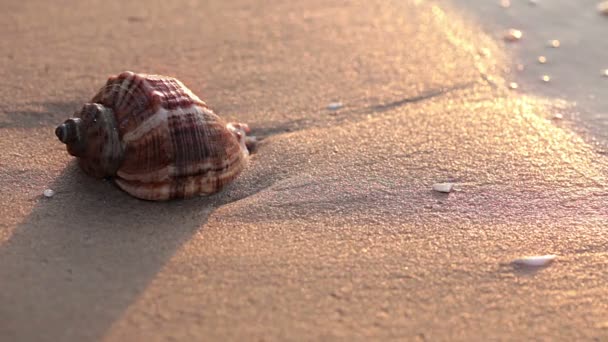 Kagyló a strandon — Stock videók
