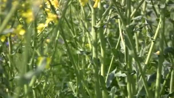 Panorama de canola — Vídeo de stock