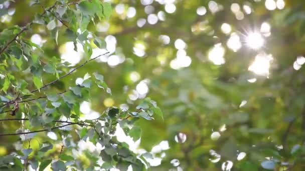 soleil à travers les feuilles