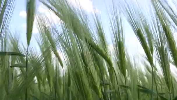 Spikelets of green wheat and the man's hand — Stock Video