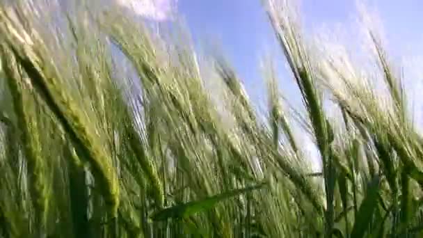 Spikelets van groene tarwe — Stockvideo