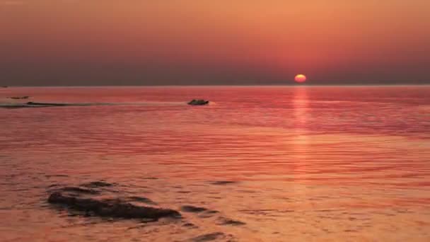 Birds of the surf at sunrise. — Stock Video