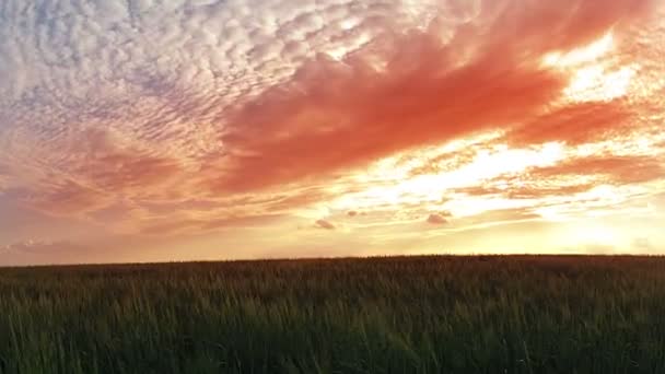 Coucher de soleil sur le champ de blé.