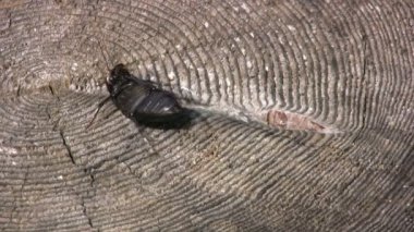 güdük beetle