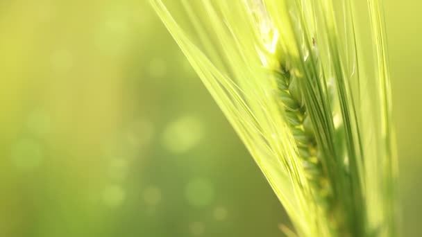 Ear of wheat on an abstract background — Stock Video