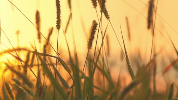 Herbe et coucher de soleil — Video