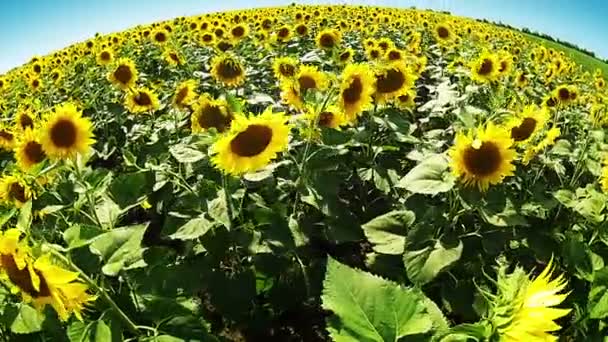 Zonnebloemen over de hele wereld — Stockvideo