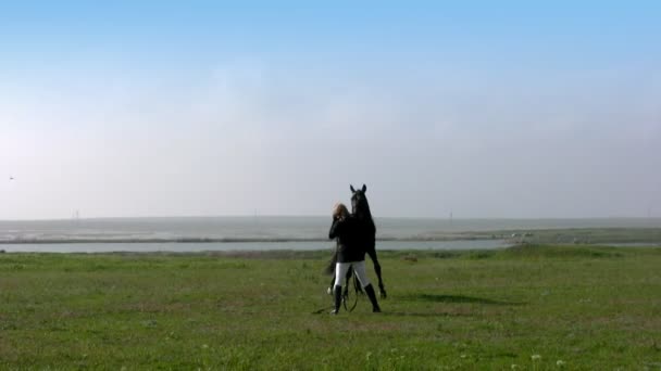 Opleiding van een paard — Stockvideo