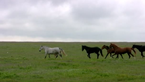 Stádo a stepí. večer — Stock video