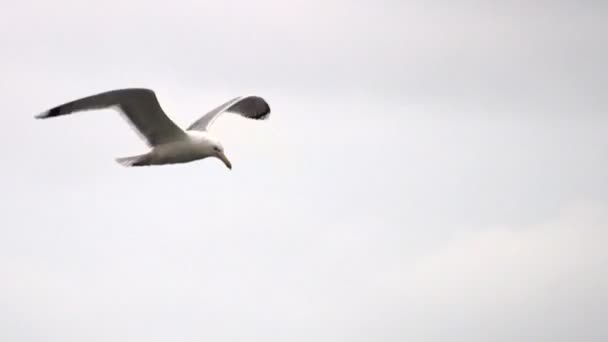 Flying seagull — Stock Video