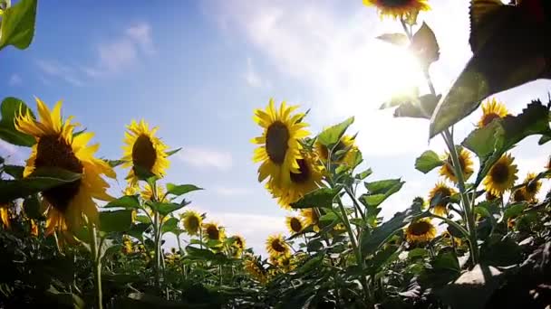 Champ de tournesols. Promenade 